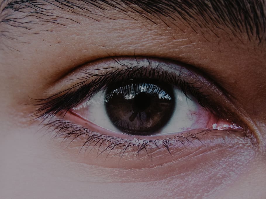 person's right eye, contact lens, skin, animal, bird, human, face HD wallpaper