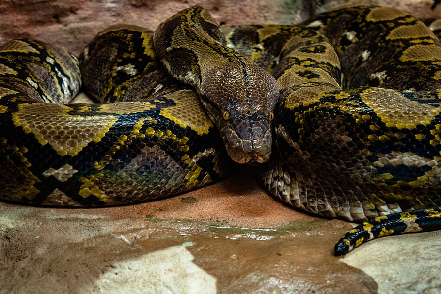 brown and green snake, animal themes, animal wildlife, reptile HD wallpaper