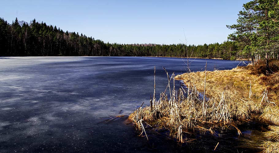 Immobilized Pond and Trees, conifer, daylight, environment, forest HD wallpaper