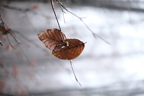 leaf, autumn, rain, together, gray, nature, sad, romantic, natural HD wallpaper