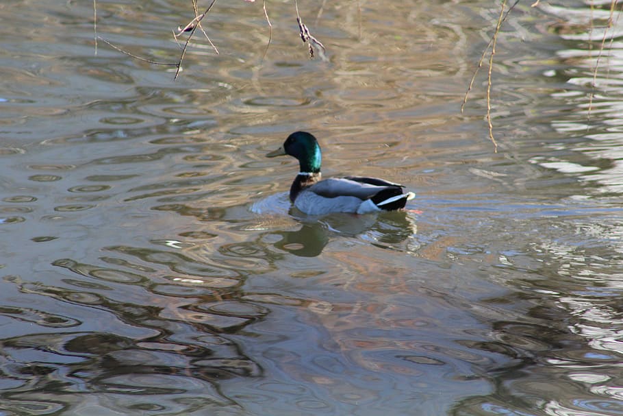 bird, duck, animal themes, animals in the wild, animal wildlife HD wallpaper