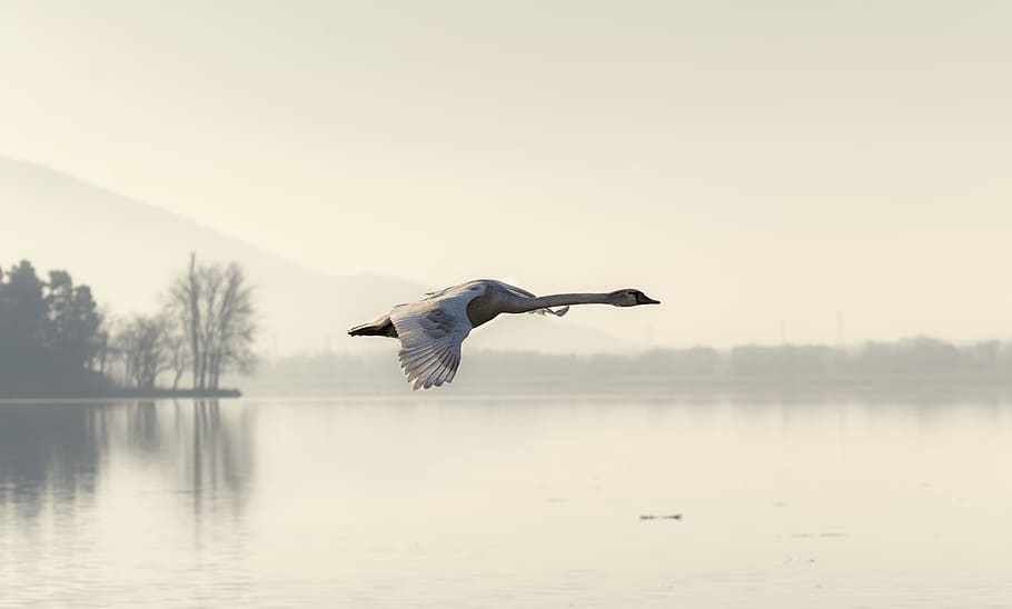 swan, fly, flying, feather, nature, wildlife, white, water HD wallpaper