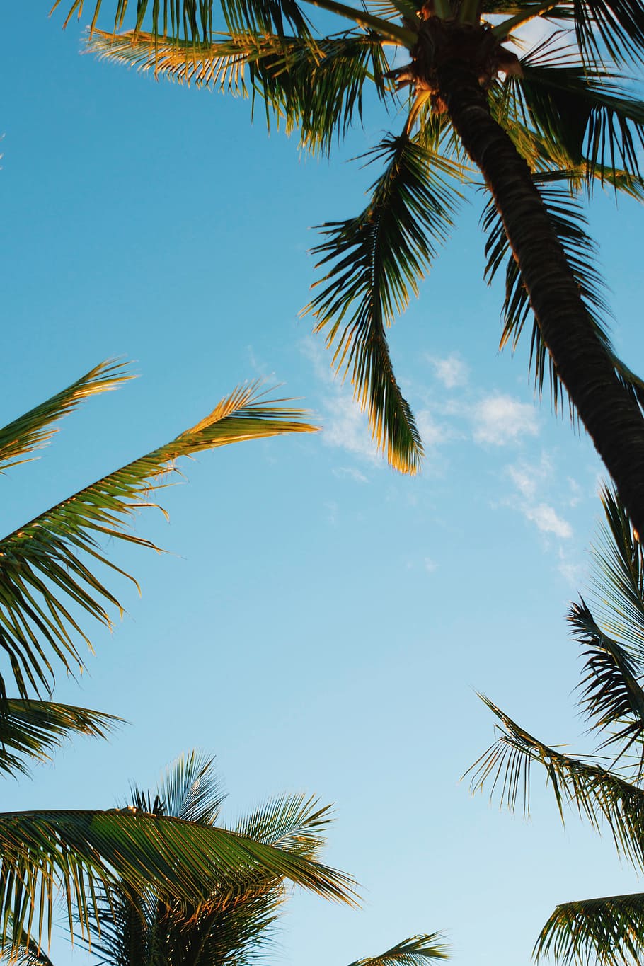 palm trees under blue skies, hawaii, summer, summer vibe, tropical, HD wallpaper