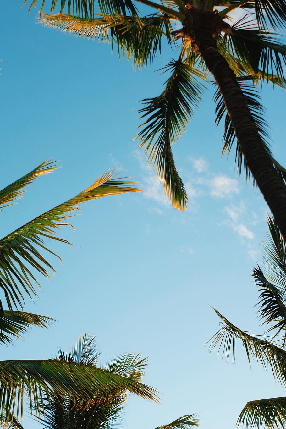 HD wallpaper: palm trees under blue skies, hawaii, summer, summer vibe,  tropical