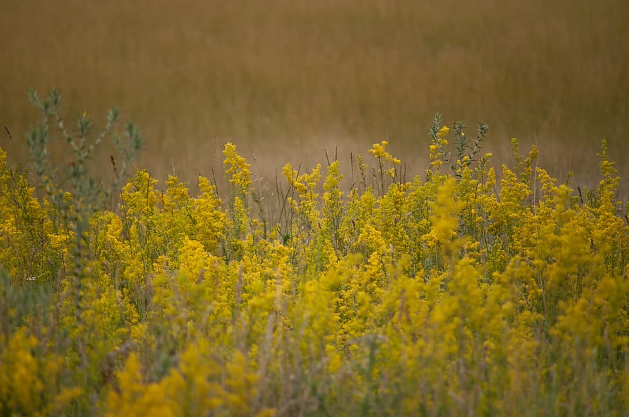 yellow, brown, flower, nature, plant, summer, light, beauty in nature HD wallpaper