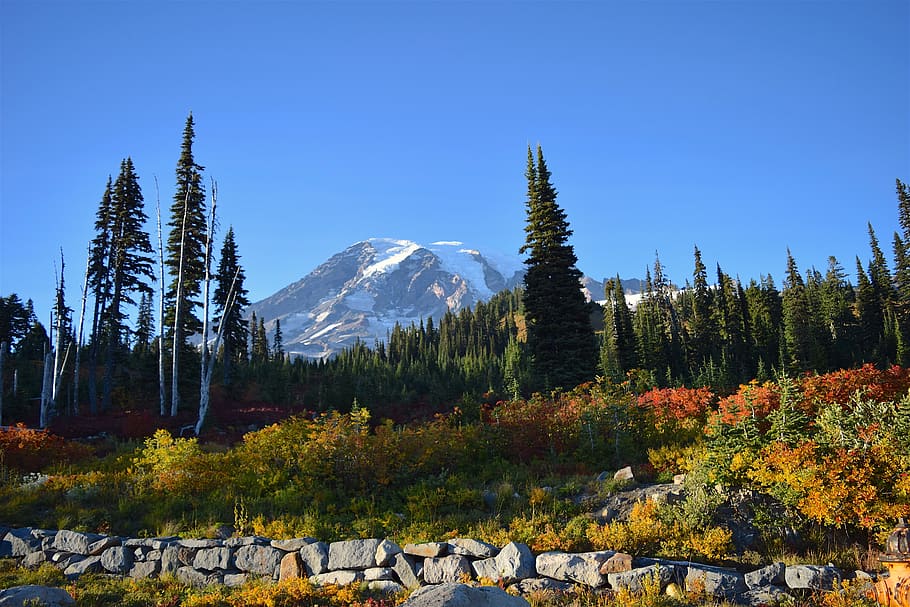 mountain, field, trees, stones, nature, natural, park, mount rainier HD wallpaper