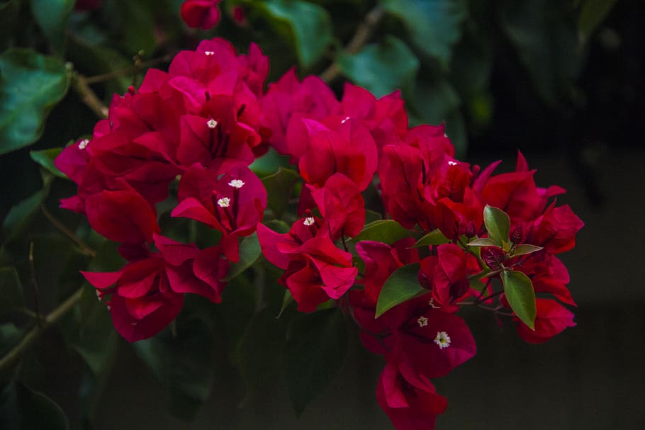red leafy flowers, plant, blossom, geranium, petal, flower arrangement, HD wallpaper
