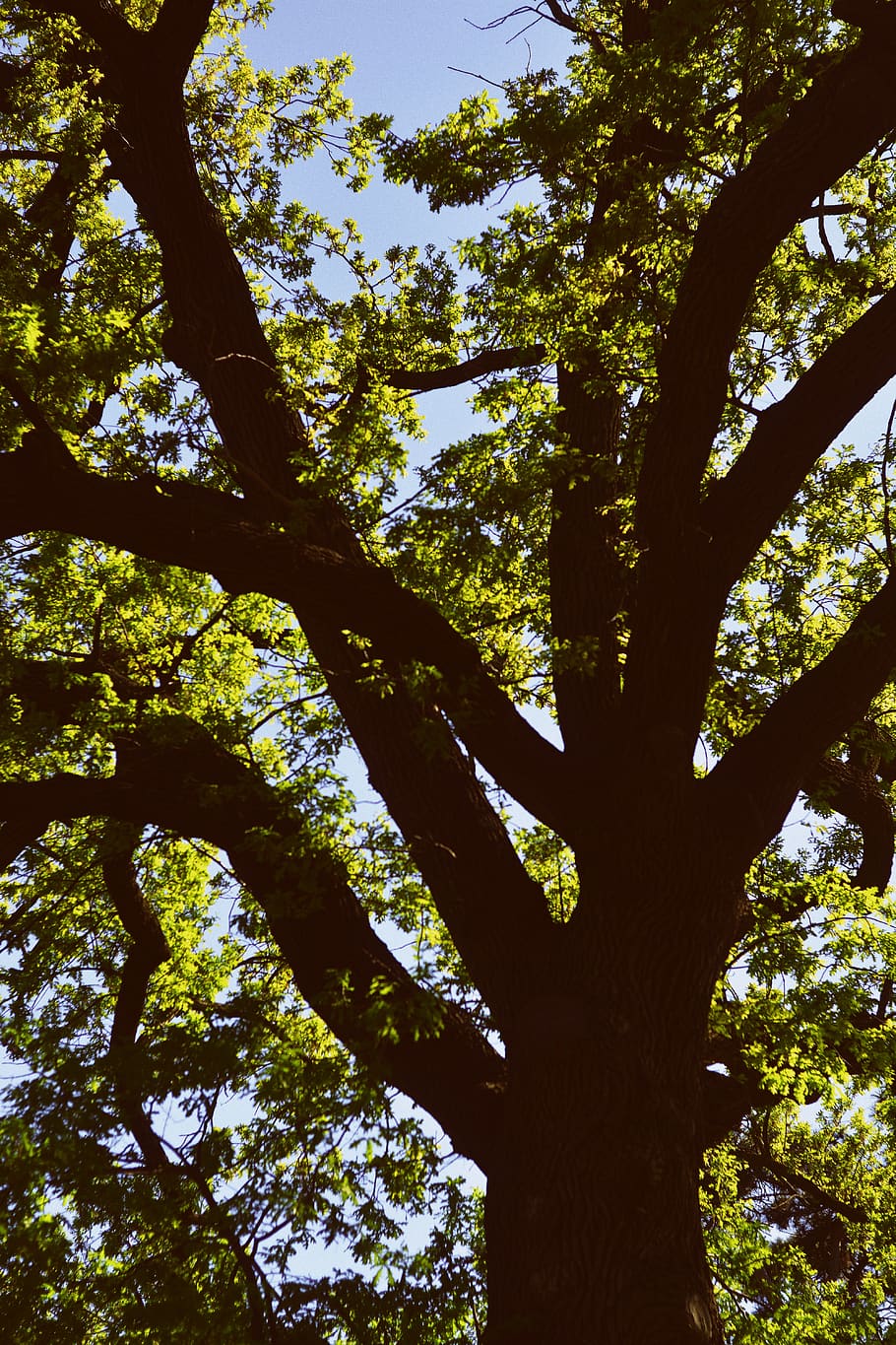 trees, forest, botanical, botanical garden, sky, leaves, vsco HD wallpaper