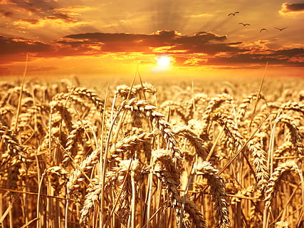 Wheat Field during Golden Hour, cereals, clouds, cornfield, farm HD wallpaper