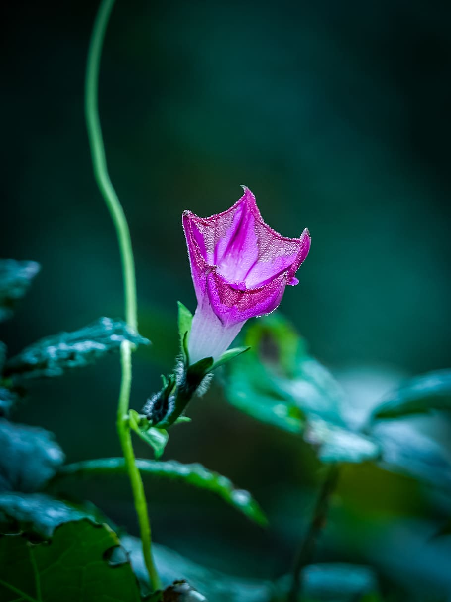 flower, violet, drops, water, plant, beauty in nature, growth HD wallpaper