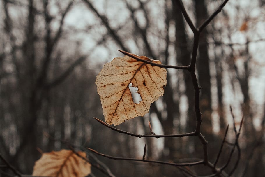 two brown dried leaves on tree branch, plant, leaf, veins, animal HD wallpaper