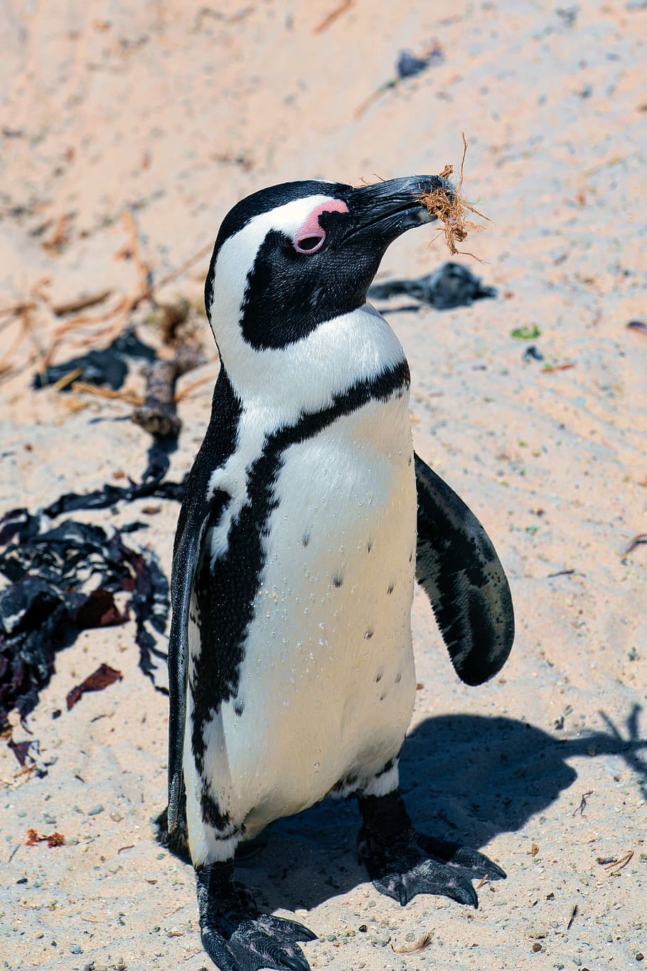 penguin on sand dunes, animal themes, bird, animal wildlife, animals in the wild HD wallpaper