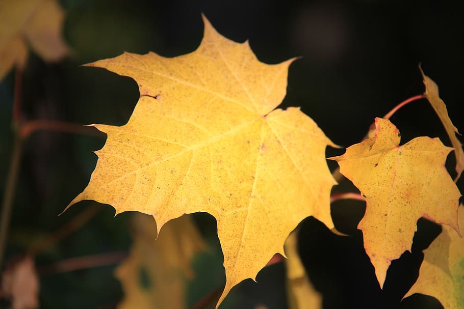 leaf, yellow, leaves, color, golden, close up, plant part, autumn HD wallpaper