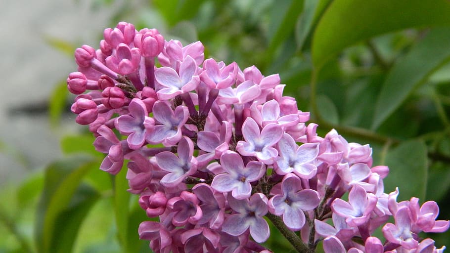 lilac, flower, flora, nature, violet, flowering shrub, vernal HD wallpaper
