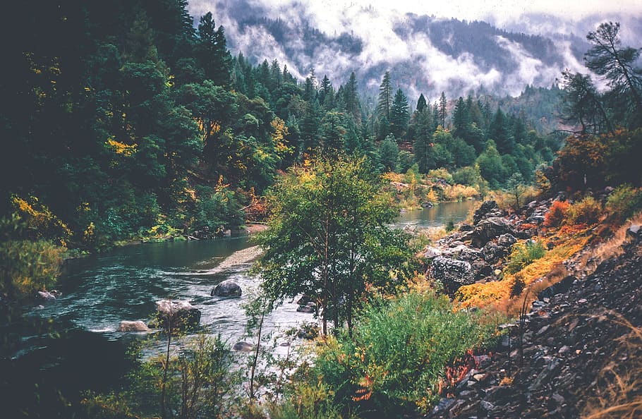View of a creek in autumn, fall, flowing, green, matte, mist