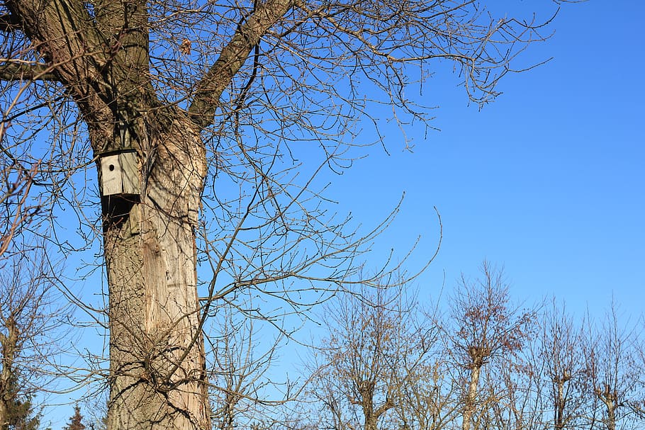 tree, plant, tree trunk, oak, garden, bird house, outside, blue sky HD wallpaper