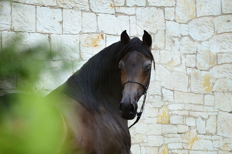 horse, equine, head, portrait, beautiful horse, ethereal portrait, HD wallpaper