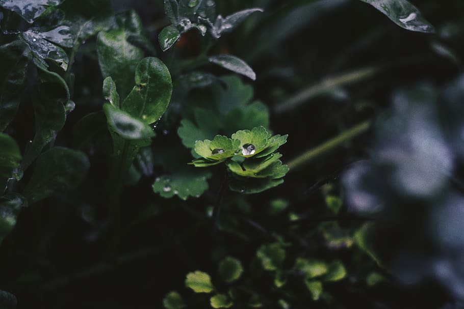 water, drop, waterdrop, rain, raindrop, rain drop, wallpaper HD wallpaper