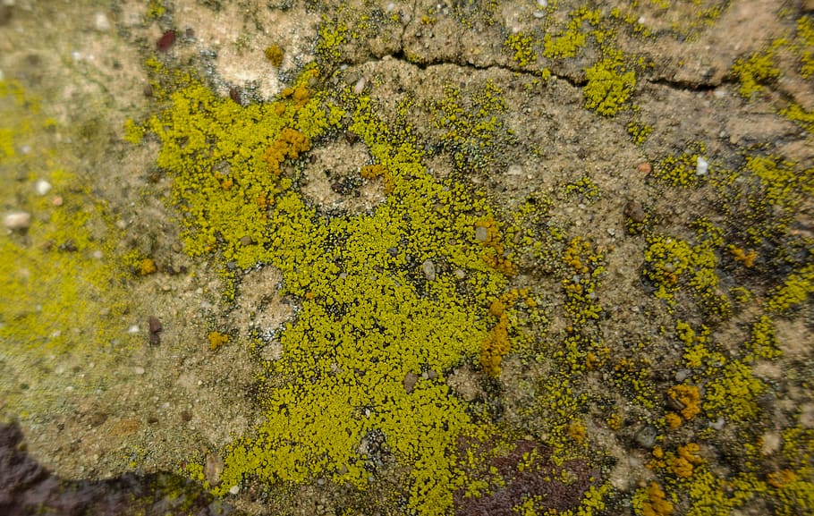 moss, lichen, no people, growth, full frame, plant, textured HD wallpaper