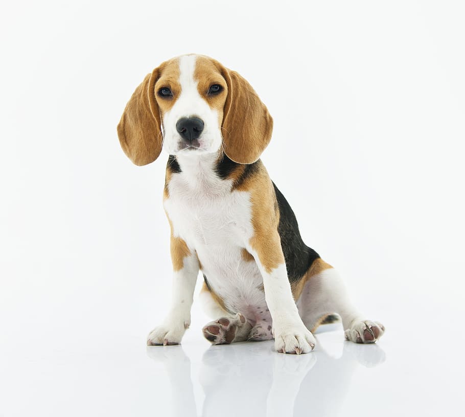 Beagle Puppy, adorable, animal, breed, canine, cute, dog, domestic animal