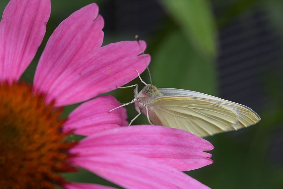 butterfly, bug, insect, flower, garden, pollinate, flowering plant HD wallpaper
