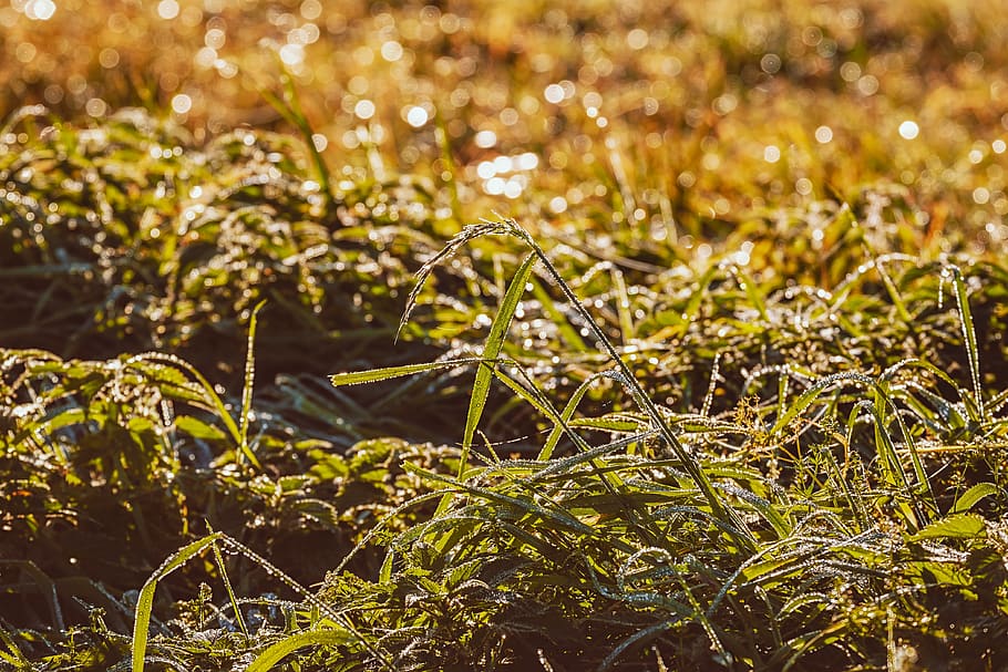 grass, weed, field, natural, meadow, morning, sunrise, backlighting HD wallpaper