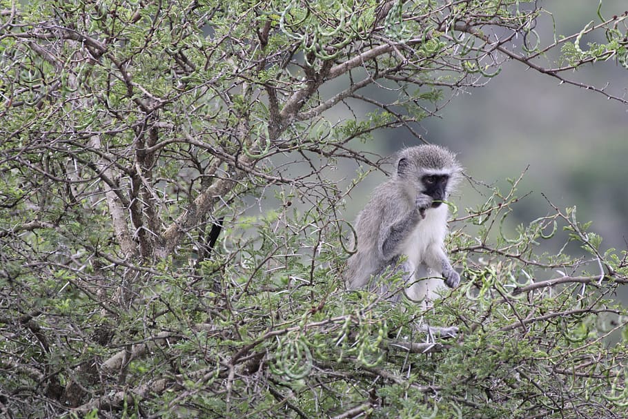 south africa, monkey, tree, safari, wilderness, nature, eat, HD wallpaper