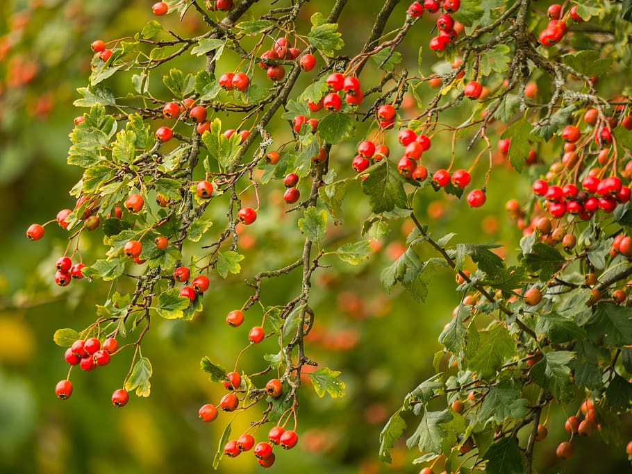tree, branches, aesthetic, light, hawthorn, growth, healthy eating HD wallpaper