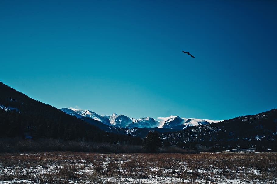 mountains, snow, eagle, blue sky, winter, outdoors, Estes Park HD wallpaper