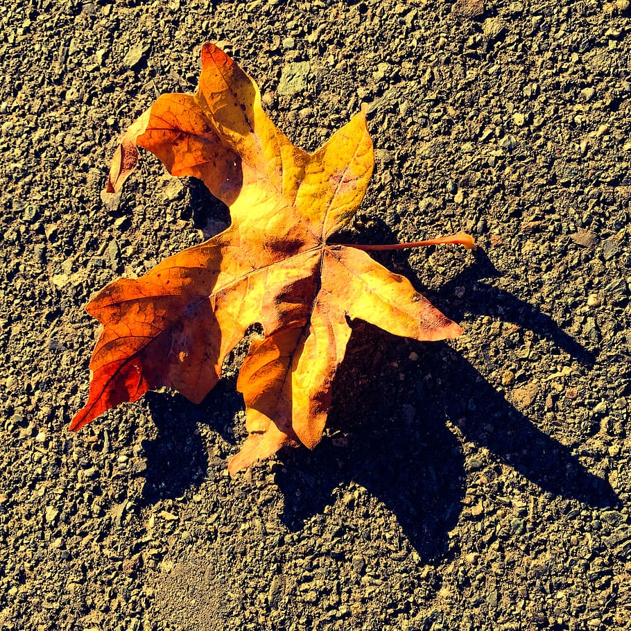 fall, autumn, trees, shadows, leaves, nature, sunlight, change HD wallpaper