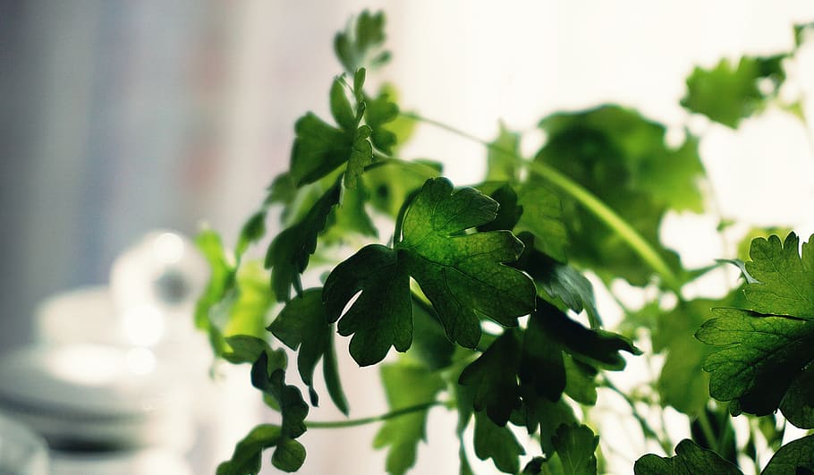 Shallow Focus Photography of Green Leaves, blur, Cilantro, close-up HD wallpaper