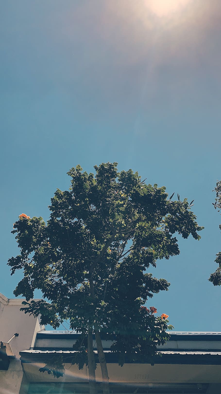 tree, plant, animal, bird, flying, outdoors, tree trunk, nature HD wallpaper