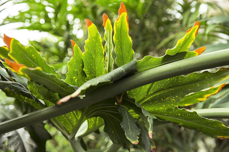 leaf, plant part, green color, growth, close-up, beauty in nature HD wallpaper