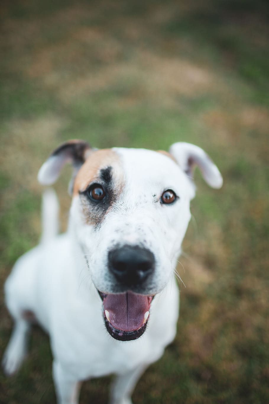 united states, edmond, lab, pointer, marvin, backyard, happy dog HD wallpaper