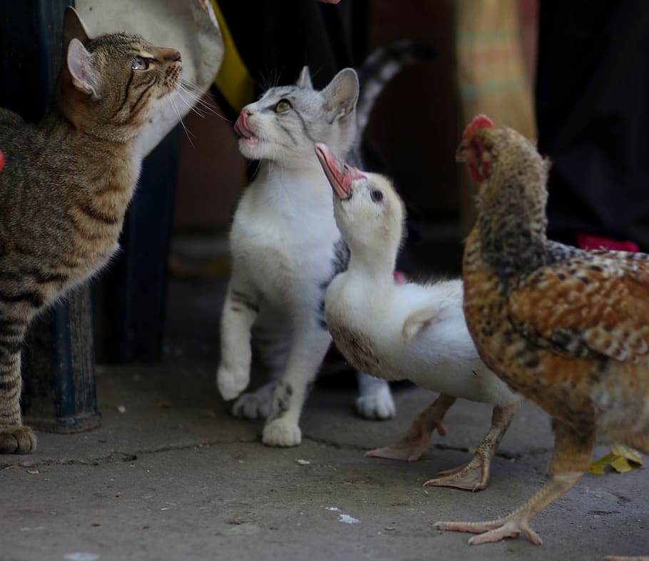 cat, rate, chicken, friends, pet, food, cute, domestic animals HD wallpaper