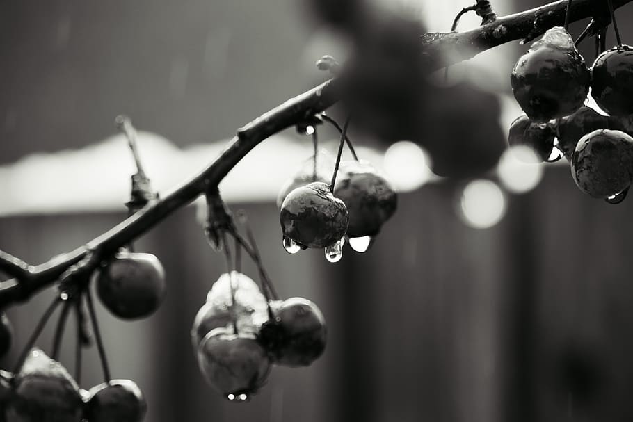 united kingdom, wolverhampton, 11 othello rd, fruit, tree, nature HD wallpaper