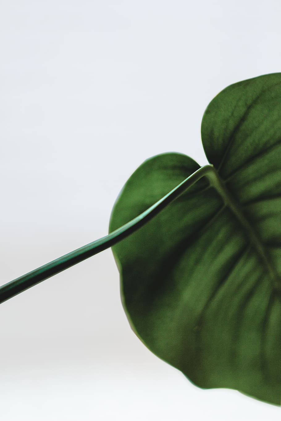 green leaf plant, close-up, studio shot, freshness, white background HD wallpaper