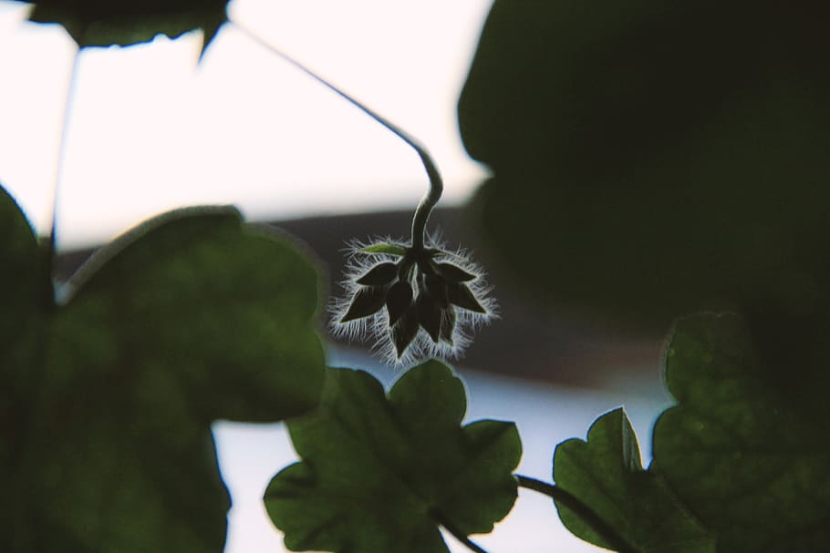 luz, contraluz, leaf, plant part, growth, close-up, nature HD wallpaper