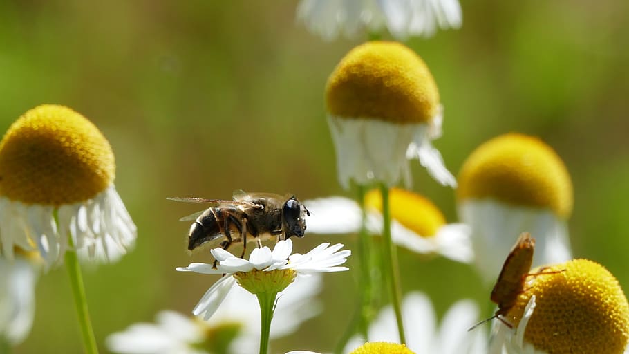 nature, landscape, meadow, sun, chamomile, bee, light, flower HD wallpaper