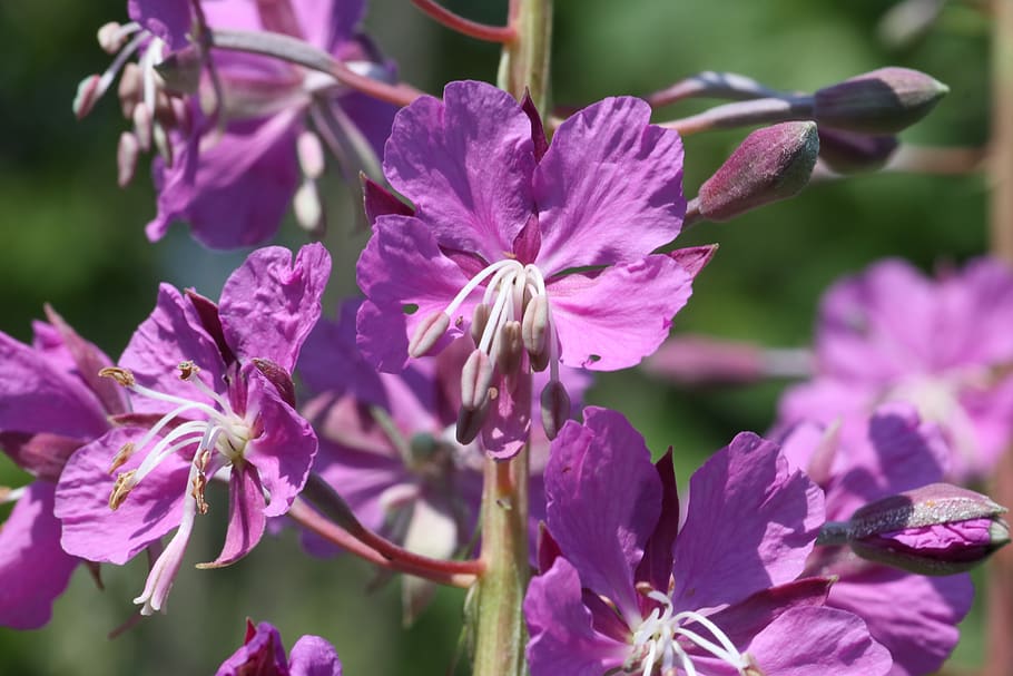 fireweed, ivan-tea, meadow, field, glade, flowers, pink, beauty HD wallpaper