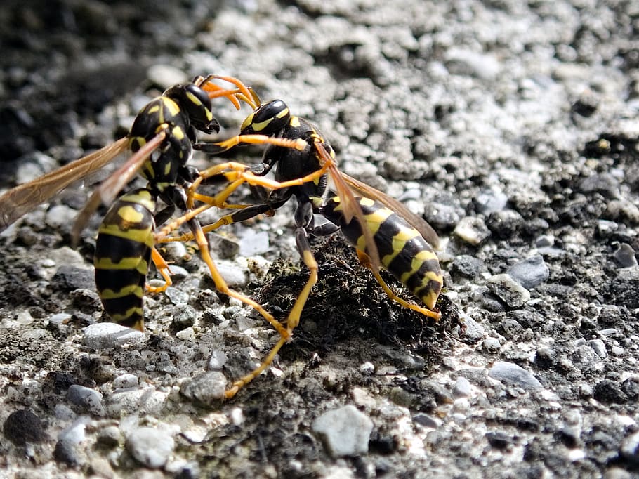 wasps, insect, fight, argue, dispute, close up, macro, yellow HD wallpaper