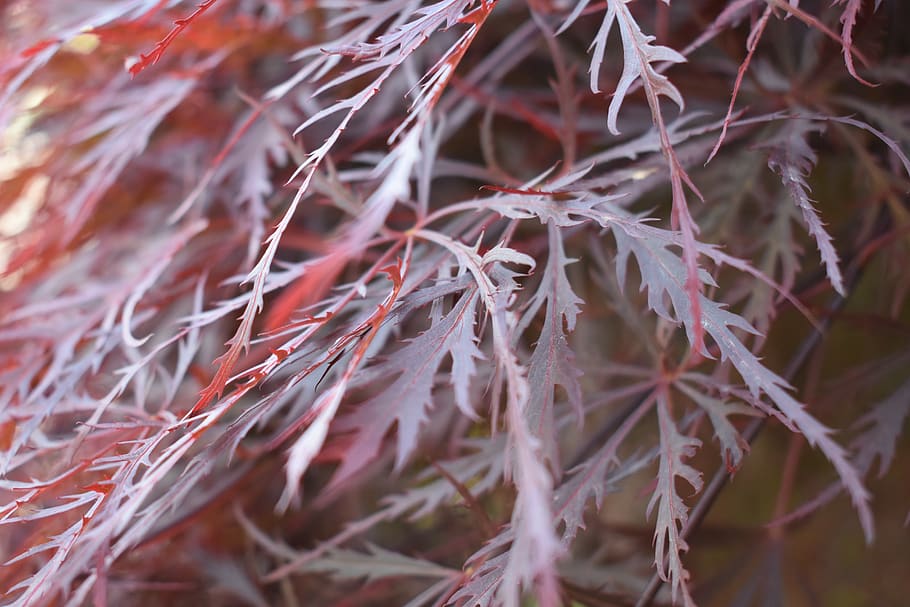 close-up, plant, selective focus, nature, plant part, day, leaf HD wallpaper