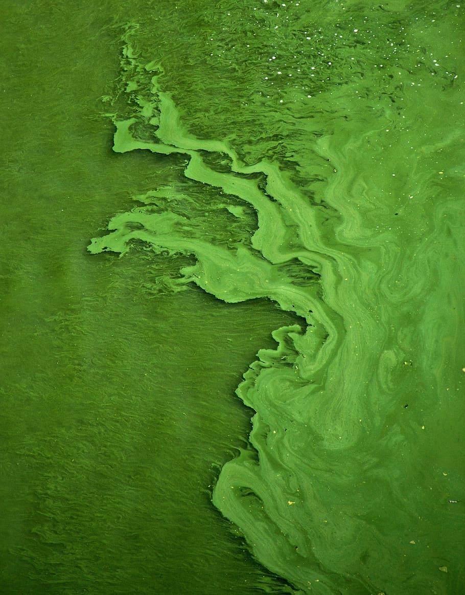green color water, algae, plant, vegetation, outdoors, bush, landscape HD wallpaper
