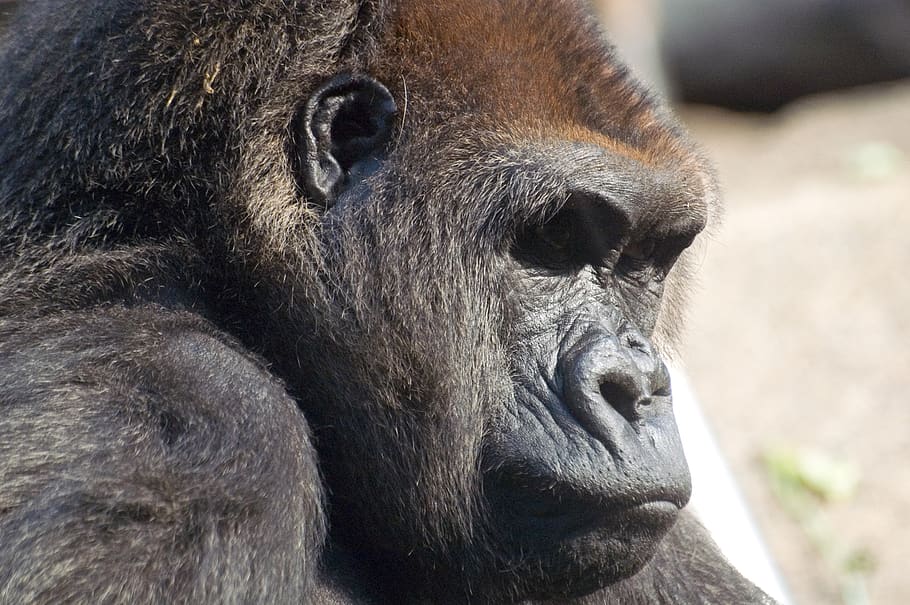 black gorilla, germany, münchen, tierparkstraße 30, wildlife HD wallpaper