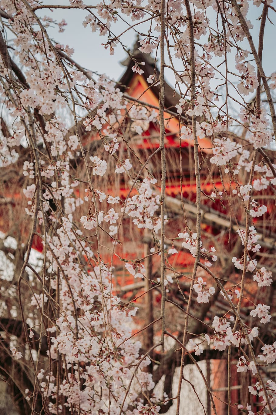 temple gate through white cherry blossom tree, plant, flower HD wallpaper
