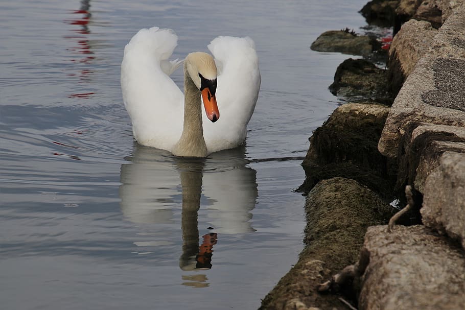 beak, bird, rocks, swan, wing, quiet, white, pen, water, the elegance HD wallpaper