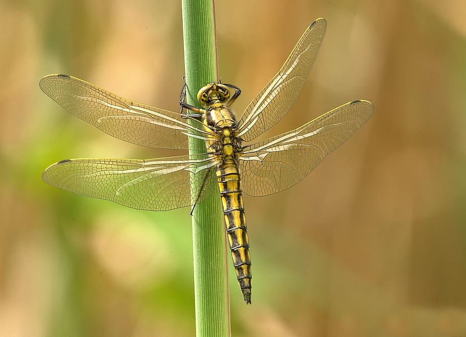 Yellow and Black Dragonfly on Green Stem during Daytime, close-up HD wallpaper