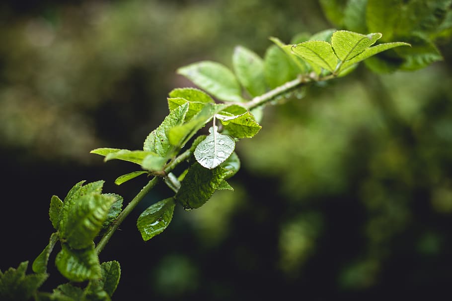 sweden, malmö, leaves, leaf, rain, branch, green, plant part HD wallpaper