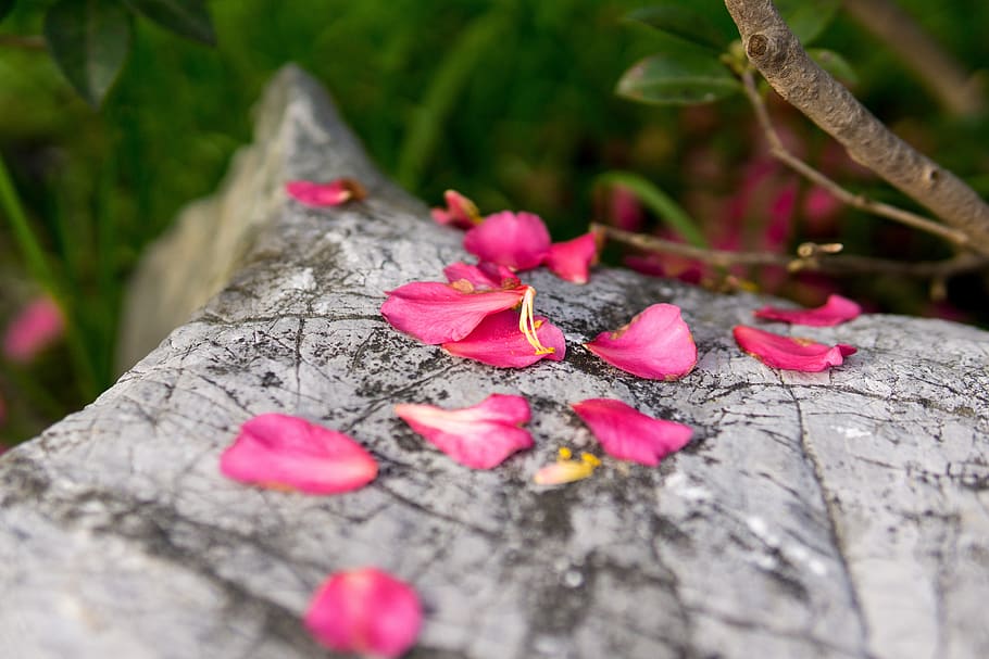 flower, red, petal, rock, plant, selective focus, pink color HD wallpaper