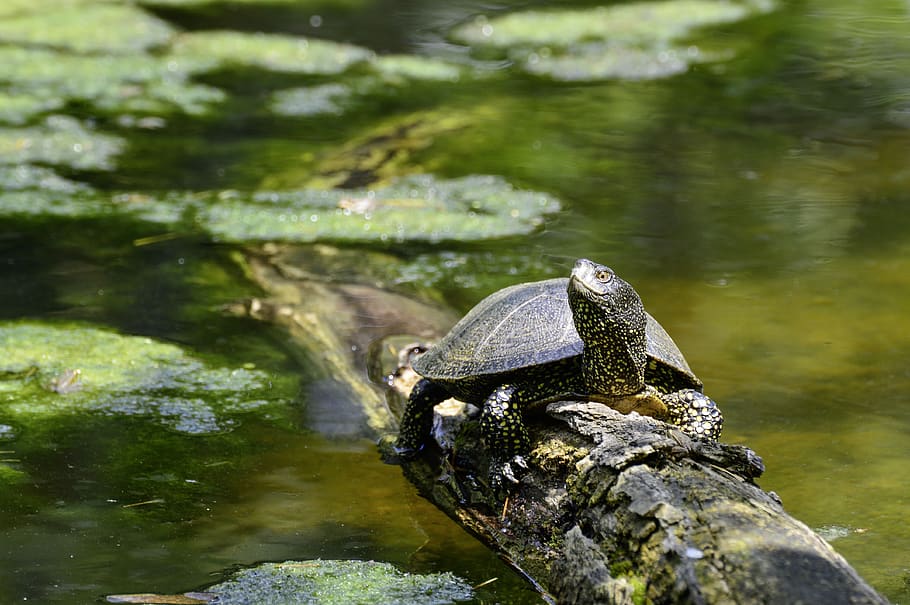 european, marsh turtle, pond, reptile, water creature, panzer HD wallpaper